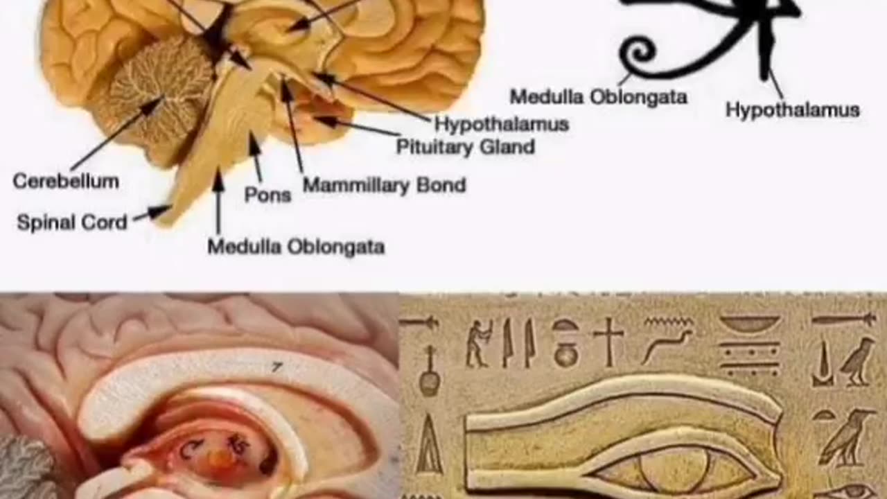 Abbi cura della tua GHIANDOLA PINEALE