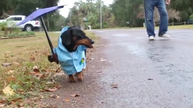 Crusoe the Dachshund Having Fun in the Rain!