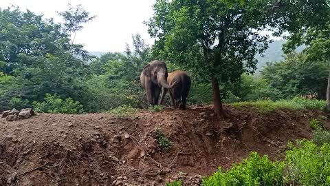 Elephant 🐘🐘