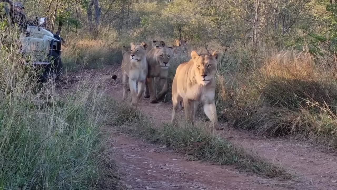 Lion Vs Camel Biggest Fight Caught On Camera | The Lions Made A Mistake By Messing With The Camel