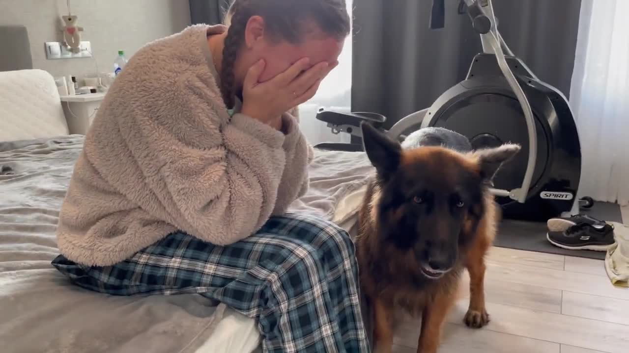 German Shepherd CerCea reacts to crying