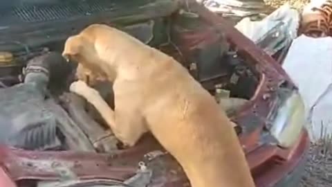 Dog is repairing car.so funny video.