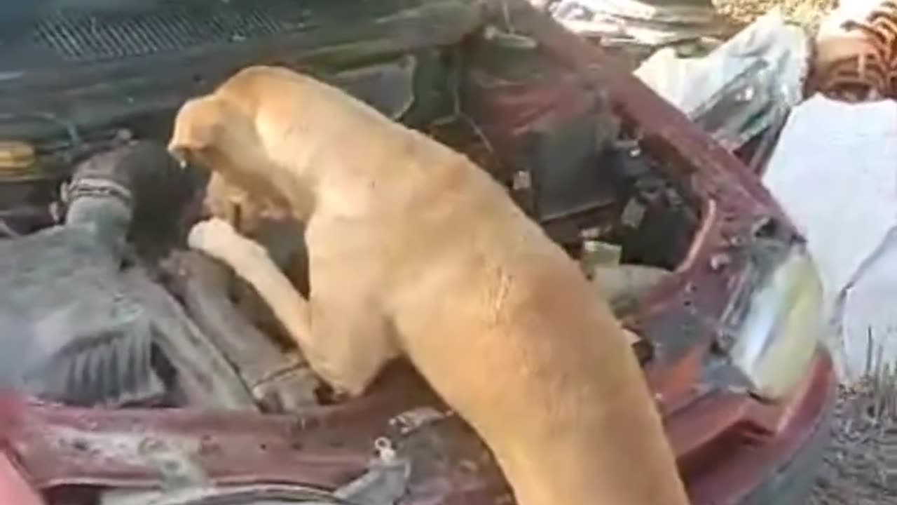 Dog is repairing car.so funny video.