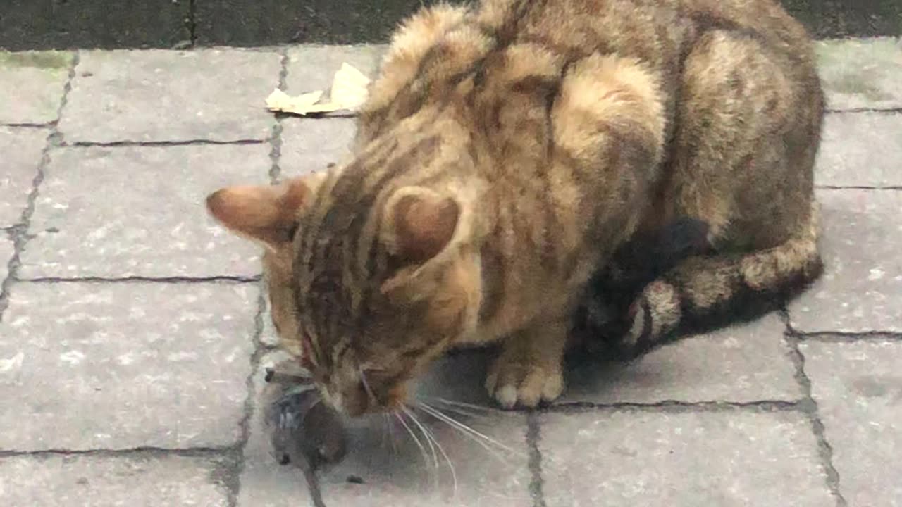 cat playing with a real mouse