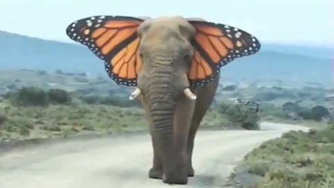 Butterphant #shorts #viral #shortsvideo #video