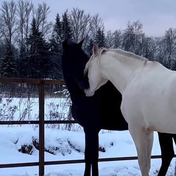 Cuddling Horses