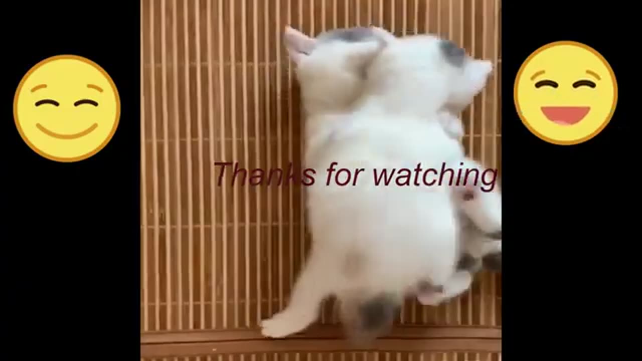 awesome so cute animals funny dog and cat videos