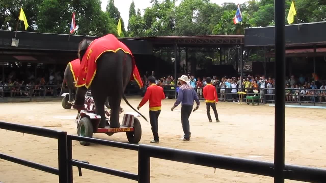 IOI 2011 - The Elephant Show - Riding the Bicycle