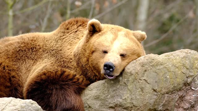 Brown Bear