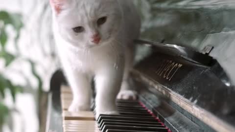 White Cat on Piano