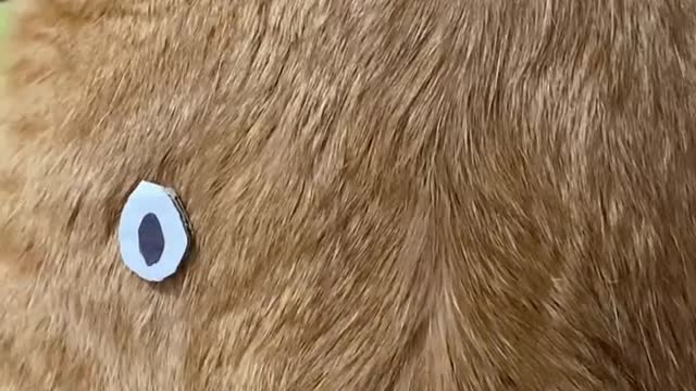 An orange cat has a really big butt