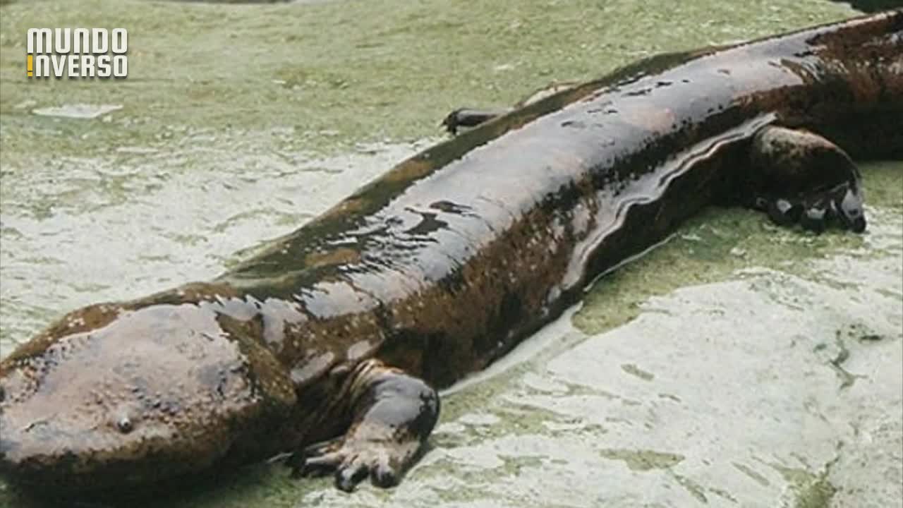 9 criaturas gigantes flagradas