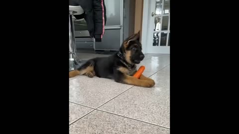 Funniest Cats and Dogs Videos 😺🐶