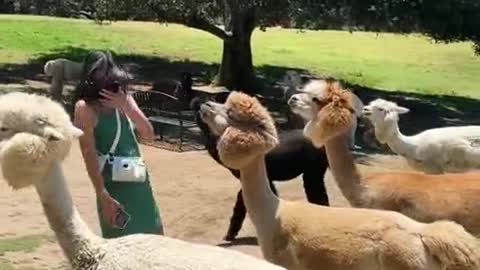 The alpaca spit in the girl's face