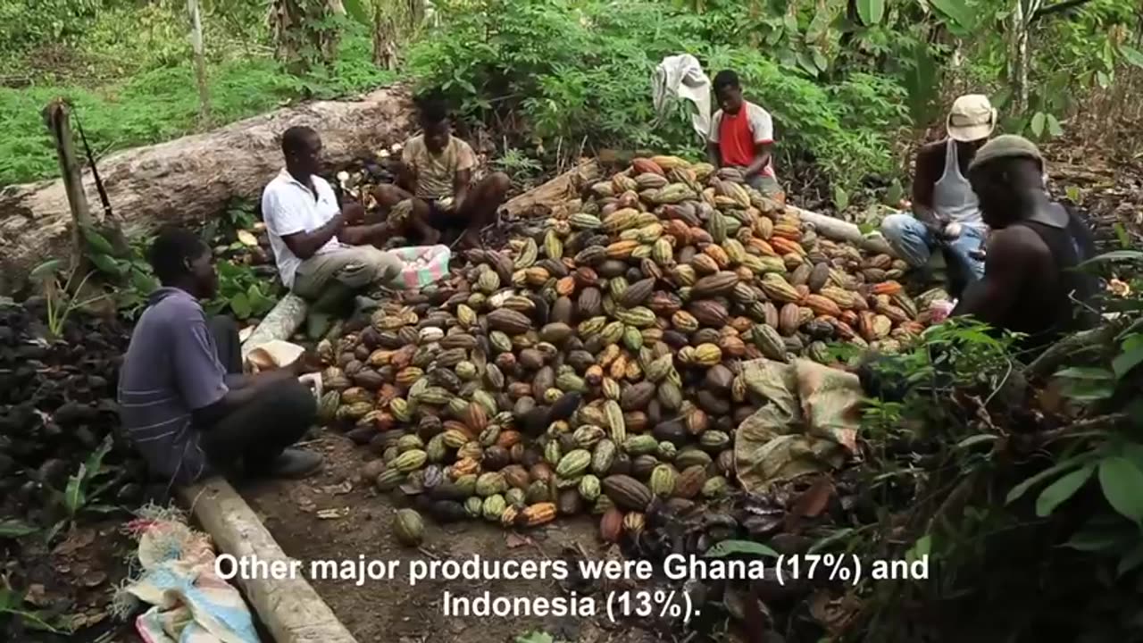 Cocoa Fruit Harvesting - Cocoa bean Processing - Cocoa Processing To Make Chocolate in Factory