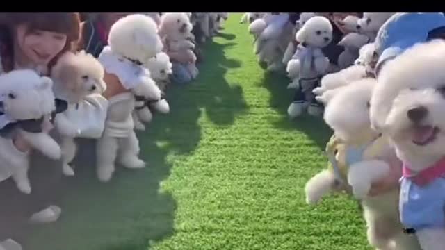 Puppy’s party.Do you want to take your puppy with you