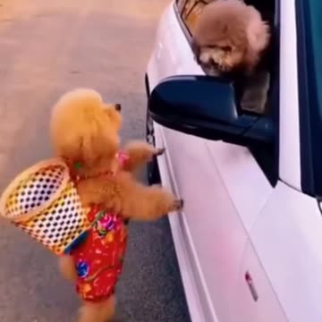 Funny🤣🤣😁😂 Dog Videos 2021 _ (new funny dog video)2023