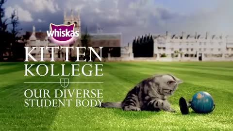 Ep.2 Our Diverse Breeds of Kitten Students _ Kitten Kollege_1