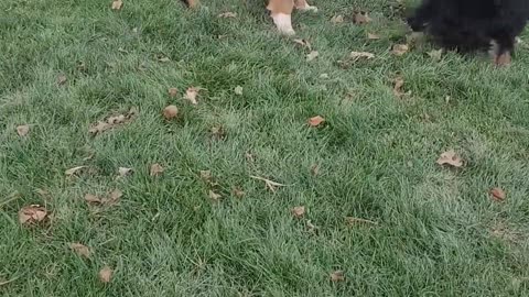 Georgia and Cooper
