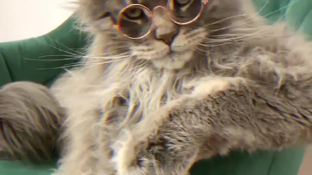 A cat that can wear its own glasses