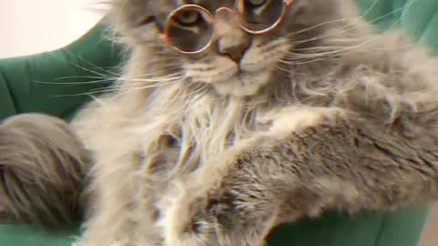 A cat that can wear its own glasses