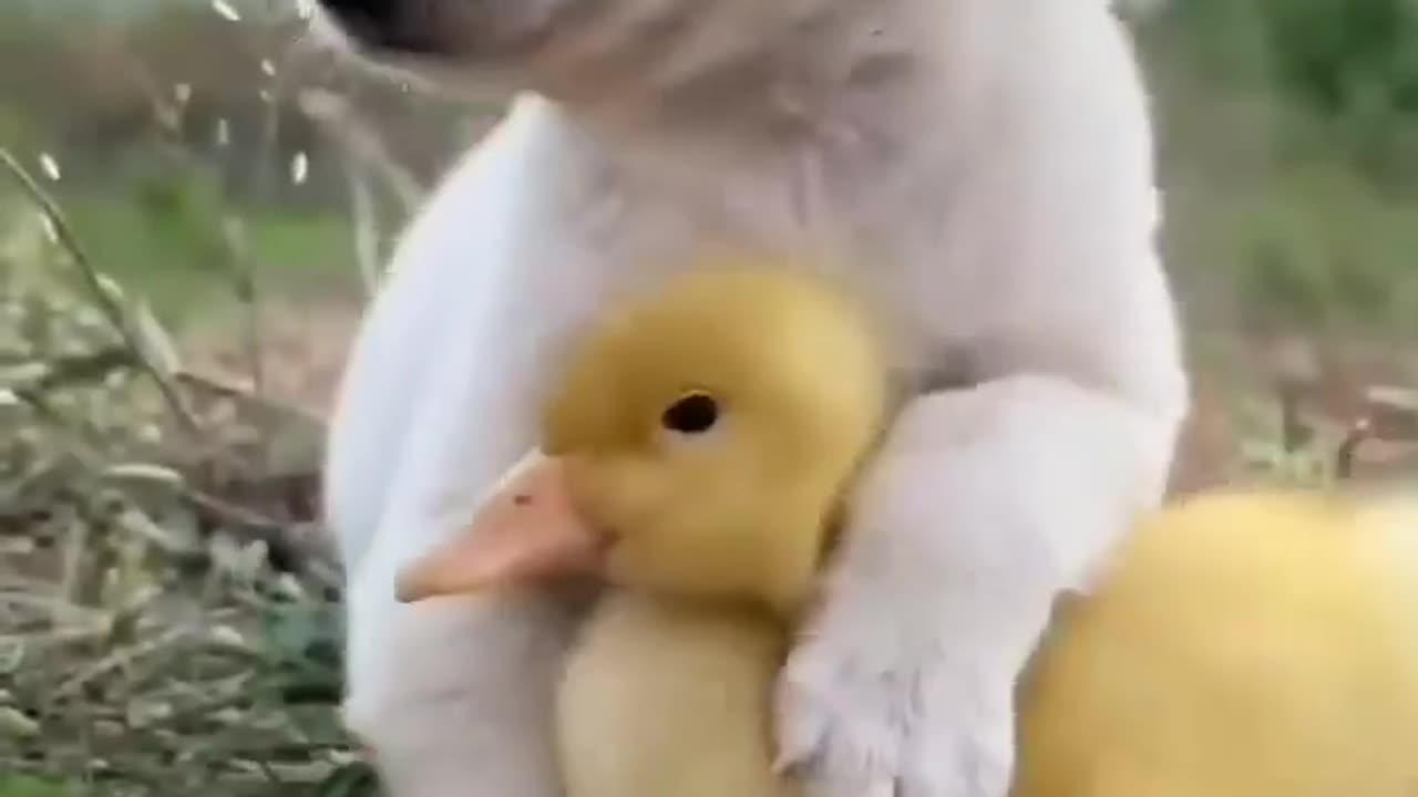 So cute duck and dog