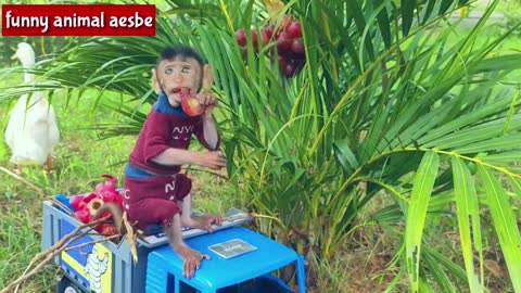 funny video of monkey and goose picking fruit