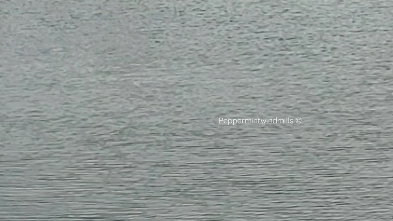 Seagulls taking a dip into the Bay•Water 💦