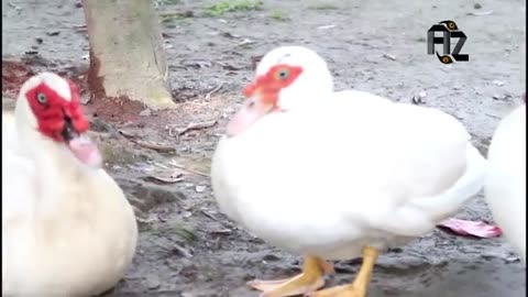 Funny ducks