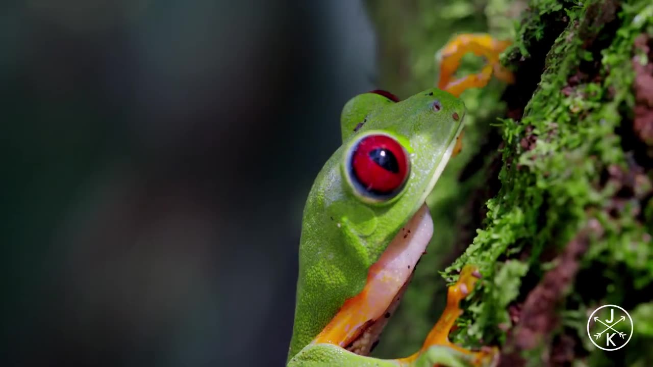 The Wild Creatures 4k Video