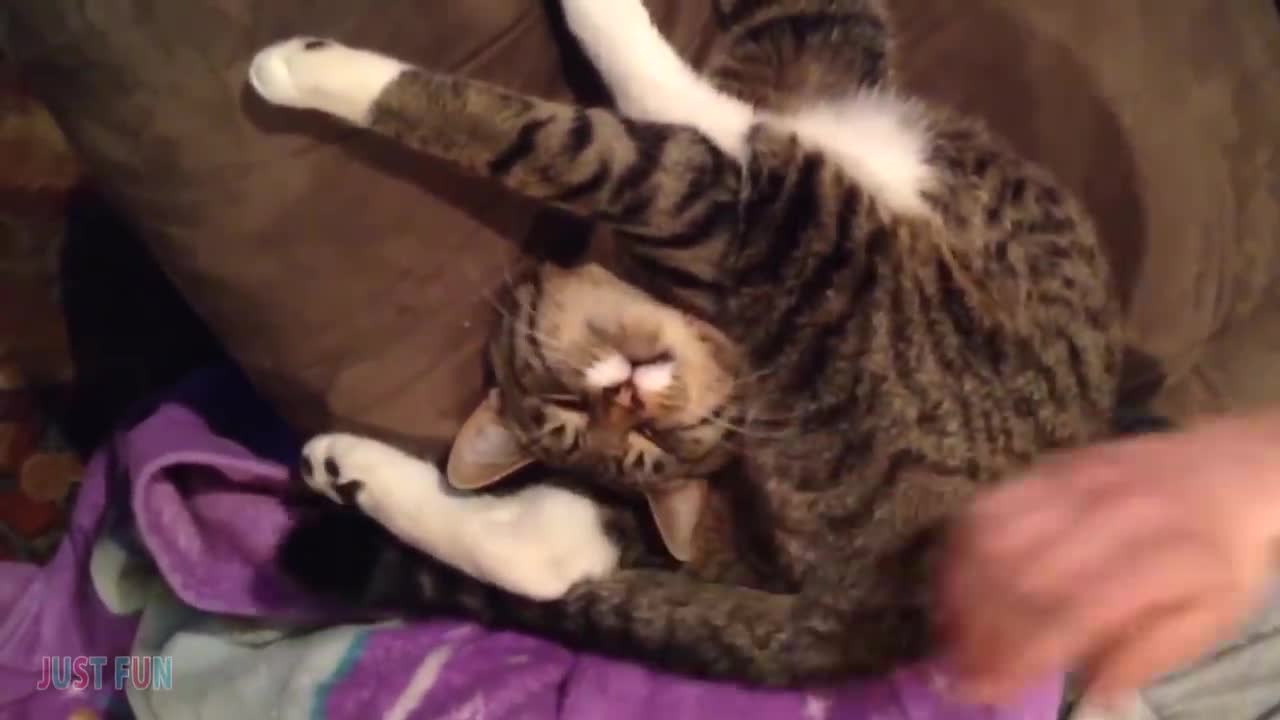 Videos De Risa 2021 Momentos Divertidos de Gatos y Perros Chistosos