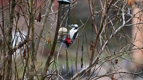 Birds Near Feeder in 4K