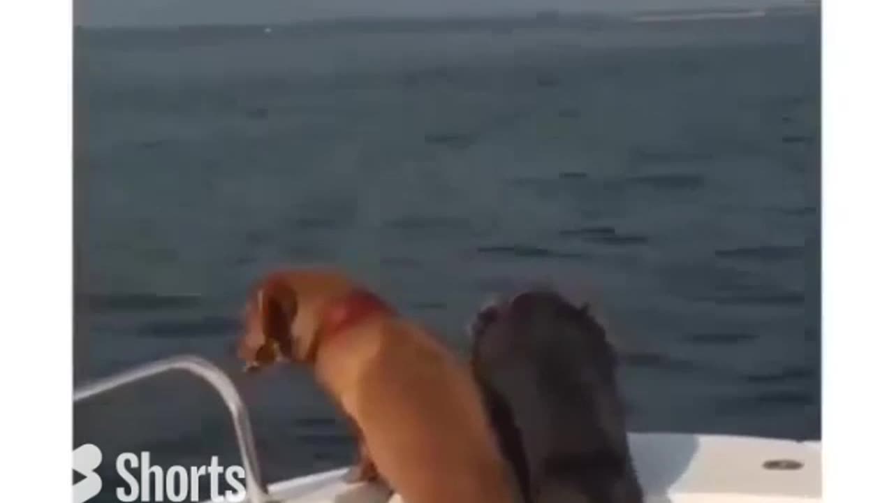 Dogs Thrilled To See Small Fish #shorts #shortvideo #video #virals #videoviral