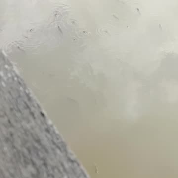 HEALING ONE DAY WITH FAMILLY HERE| FISH