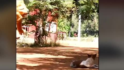 Latest Funny Video | Dog Funny Video | Funny Video Viral