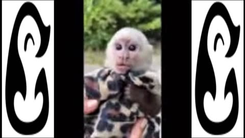 SUPER CUTE ANIMAL VIDEO'S - ANIMALS DOING FUNNY STUFF