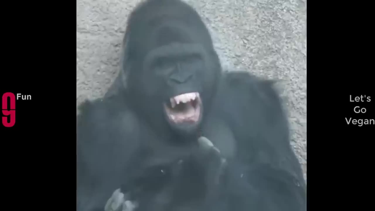 TRY NOT TO LAUGH 😆 Best Funny Videos Compilation 😂😁😆 Memes