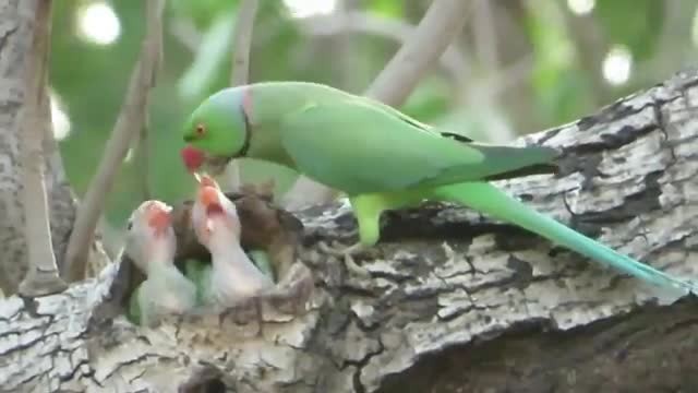 A_Parrot_Feeding_It's_Two_Little_Babies_|_Baby_Parrots_|_Parrot_Nest