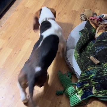 My basset hound chasing a laser light for cats 👇 See the Description for a Surprise!