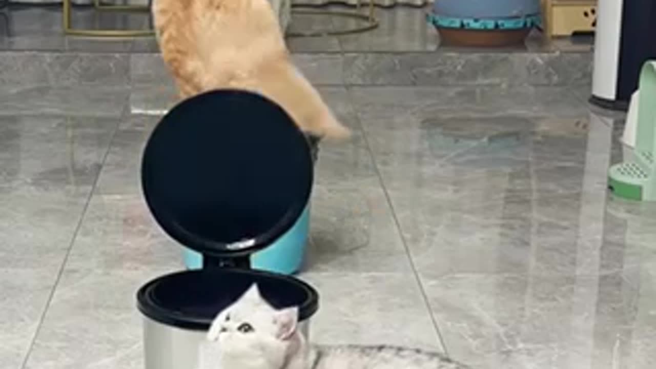 Cats playing games
