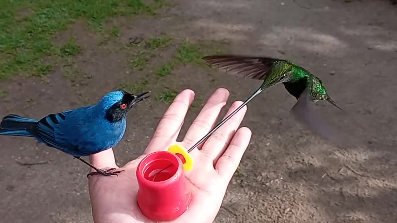 Beutiful Bird drinking water