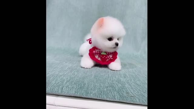 Funniest Cats And Dogs - Best Of The 2022 Funny Animal Videos.#6