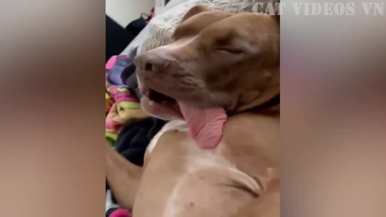 Best Funniest Animal Video ever
