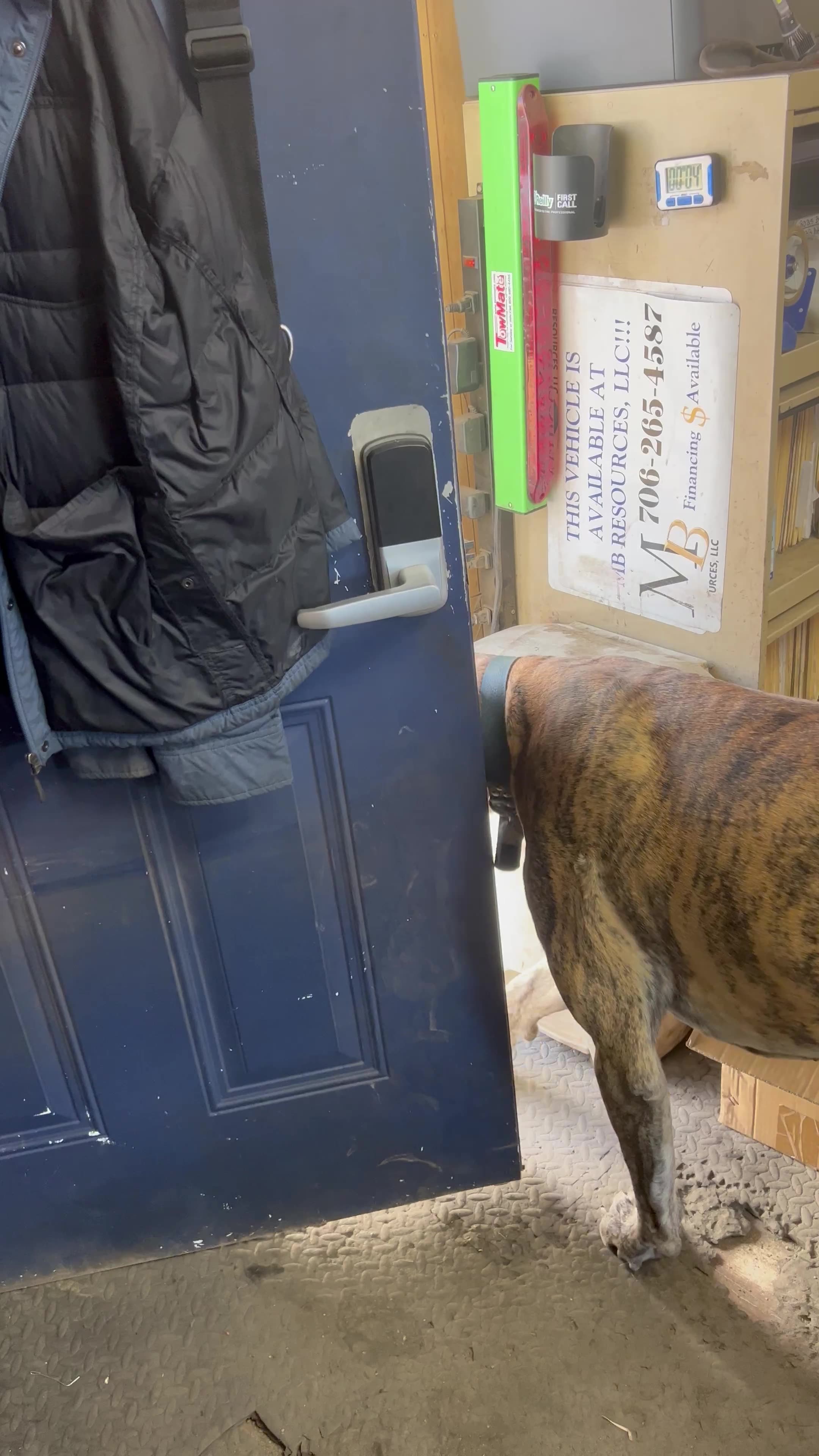 Great Dane Opens Door