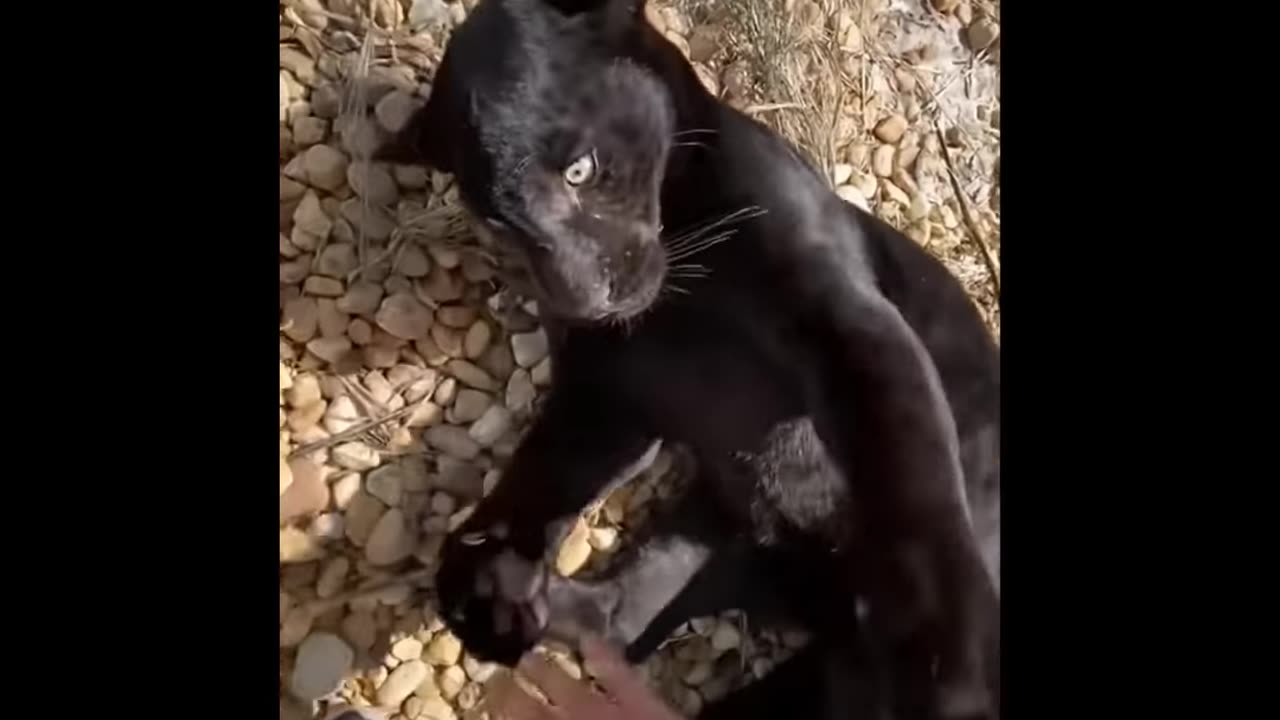 Cutest animals ever