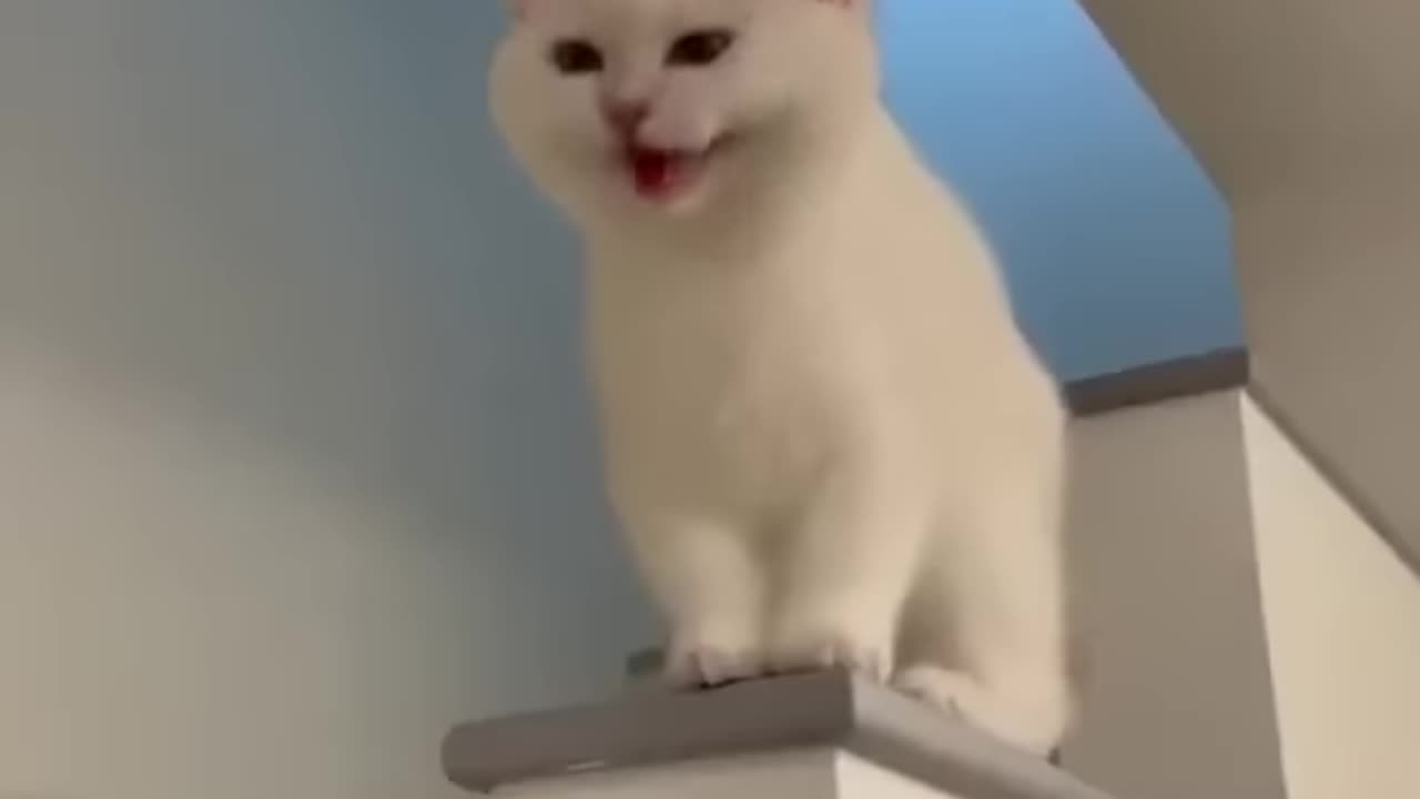 Cat funny sound like real 🤣