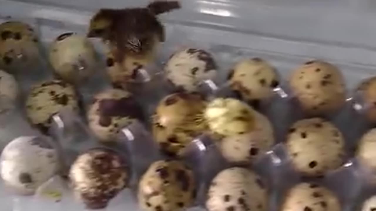 Supermarket Surprise: Quail Eggs Hatching