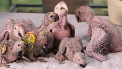 Baby Birds Babies parrot bird