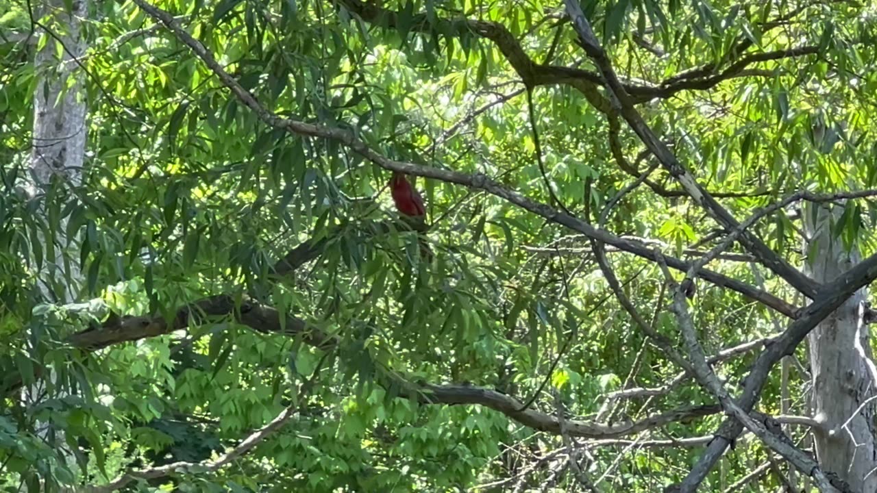 Cardinal singing his heart out 👍