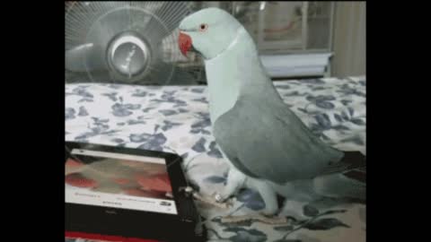 Gif video of crazy bird